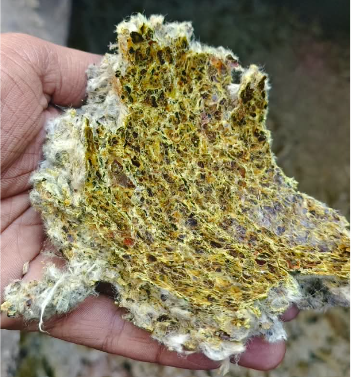 Raw Cotton Seed